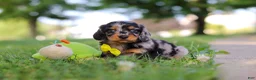 Miniature Dachshund dogs for sale: Kumquat - Ad 11