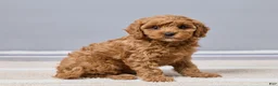 Cavapoo dogs for sale: Brittany - Ad 3
