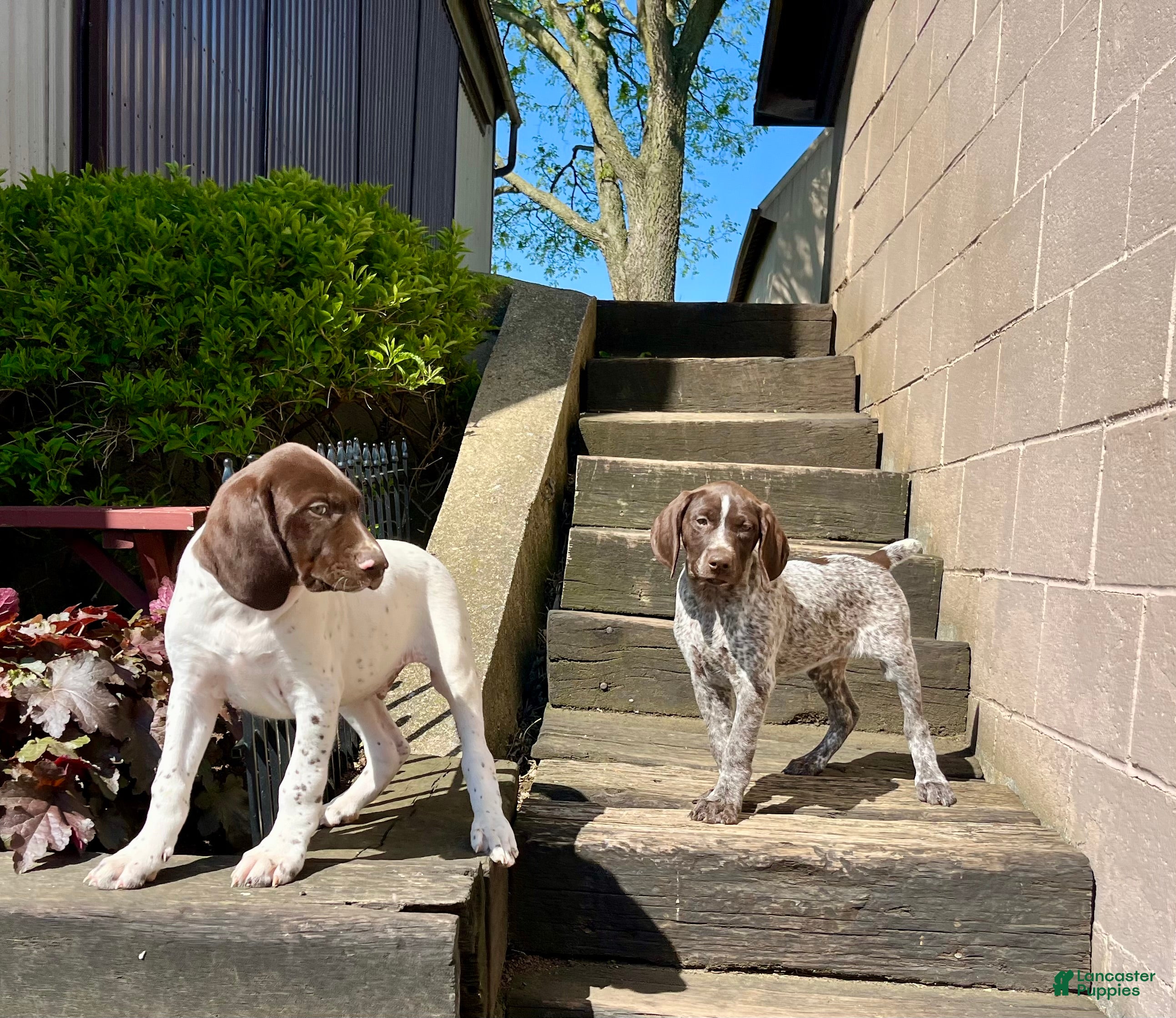 German Shorthaired Pointer dogs Sprite❤️🐾Akc registered🐾CAll 717-621-8986 - Ad 9