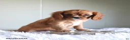Cavalier King Charles Spaniel dogs for sale: Hadassah Special Needs - Ad 2