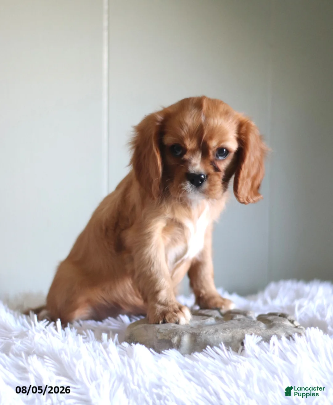 Cavalier King Charles Spaniel dogs for sale: Hadassah Special Needs - Ad 2