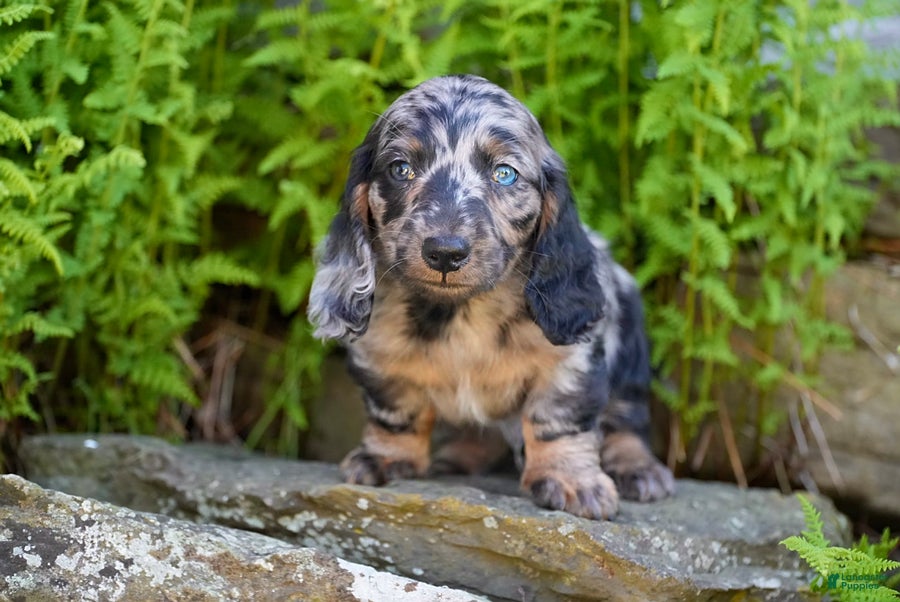 Miniature Dachshund dogs Snuggle - Ad 2