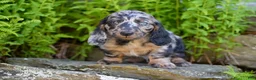 Miniature Dachshund dogs for sale: Snuggle - Ad 2