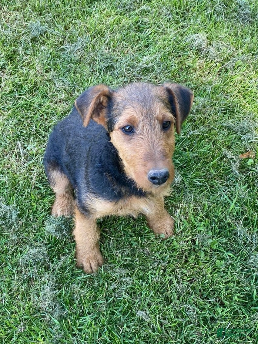 Airedale Terrier dogs Airedale Terrier Puppy 2 - Ad 2