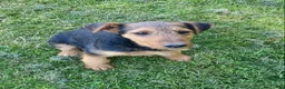Airedale Terrier dogs for sale: AKC Zelle - Ad 2