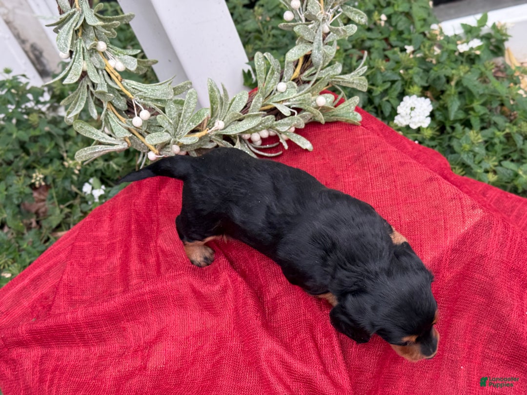 Miniature Dachshund dogs for sale: Ember - Ad 10