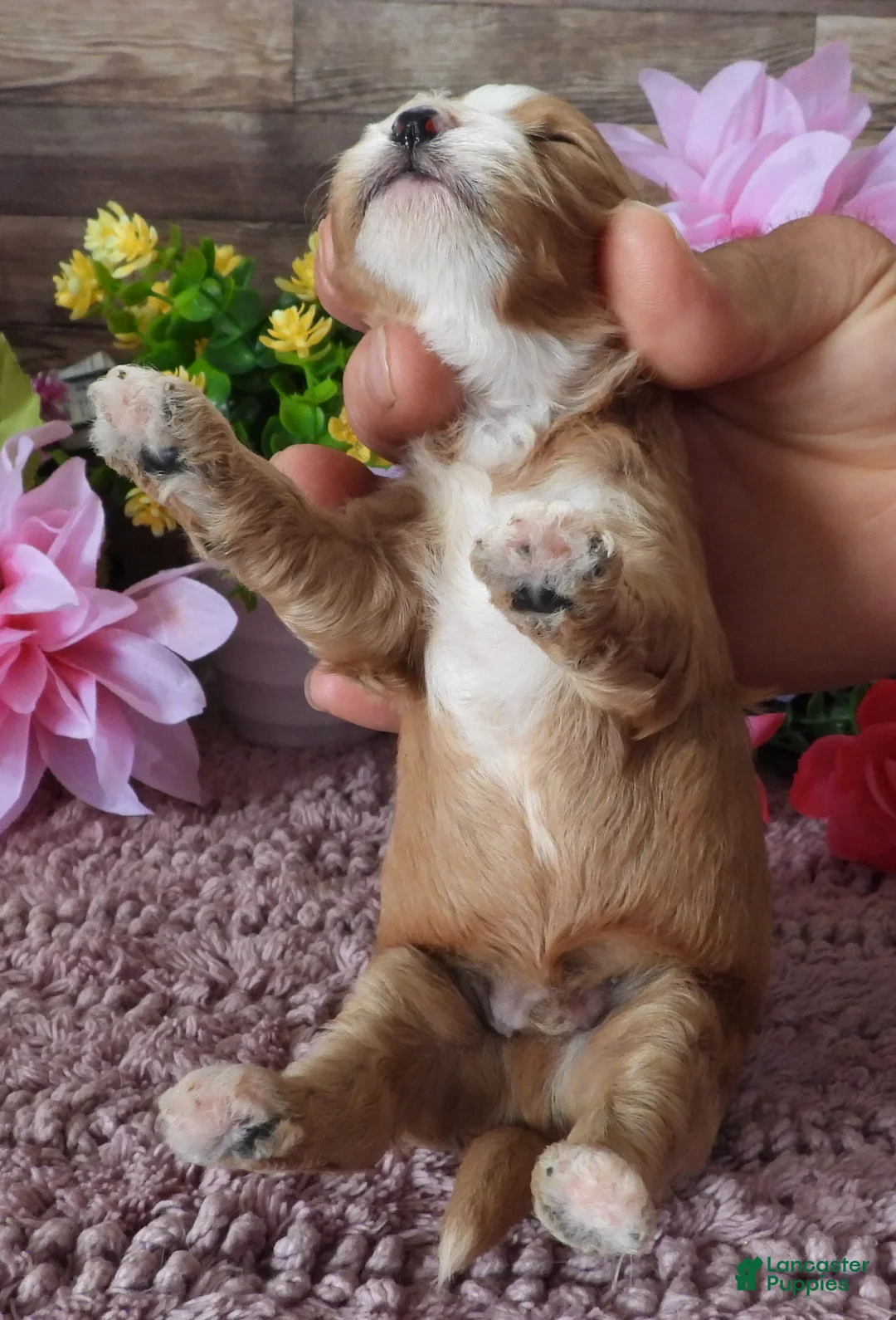 Cavapoo dogs for sale: #2 Male (Whitney) - Ad 3