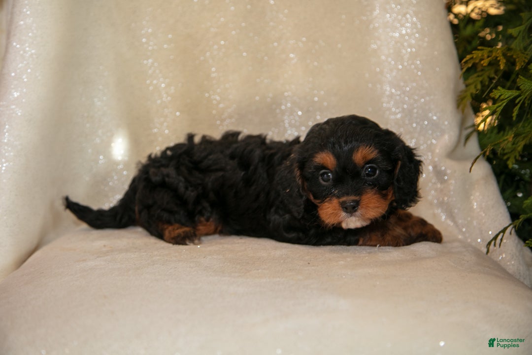 Cavapoo dogs for sale: Tinker - Ad 2
