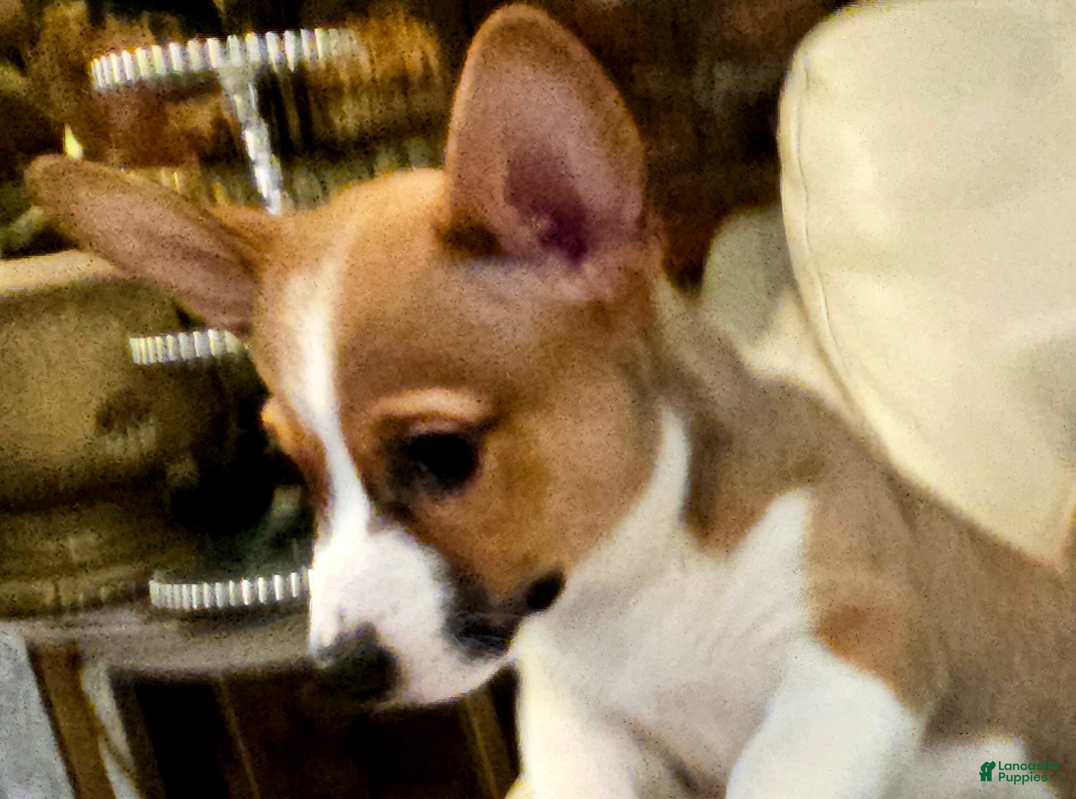 Mixed Breed dogs Jasper - Ad 2