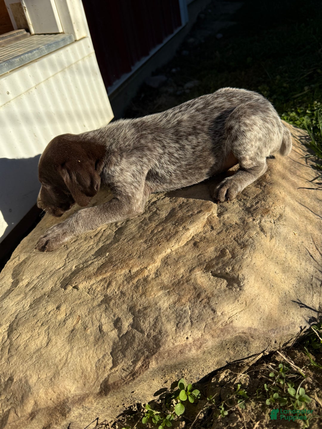 German Shorthaired Pointer dogs for sale: German Shorthaired Pointer Puppy 1 - Ad 2
