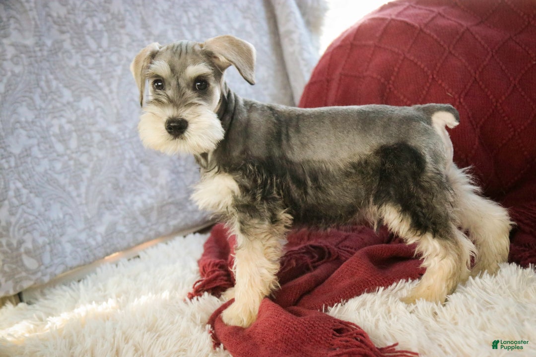 Miniature Schnauzer dogs for sale: Nicholas - Ad 3