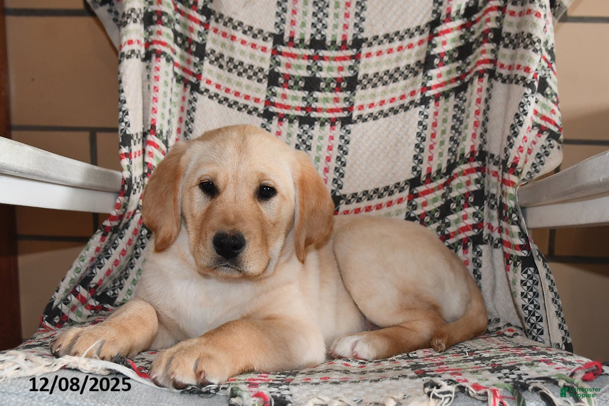 Labrador Retriever dogs Benji - Ad 12