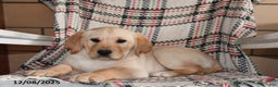 Labrador Retriever dogs for sale: Benji - Ad 1