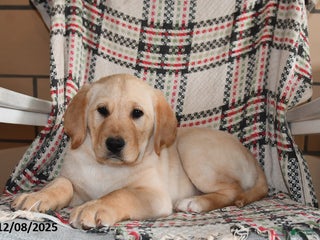 Labrador Retriever dogs Benji - Ad 8