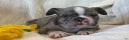 Frenchton dogs for sale: Damon - Ad 16