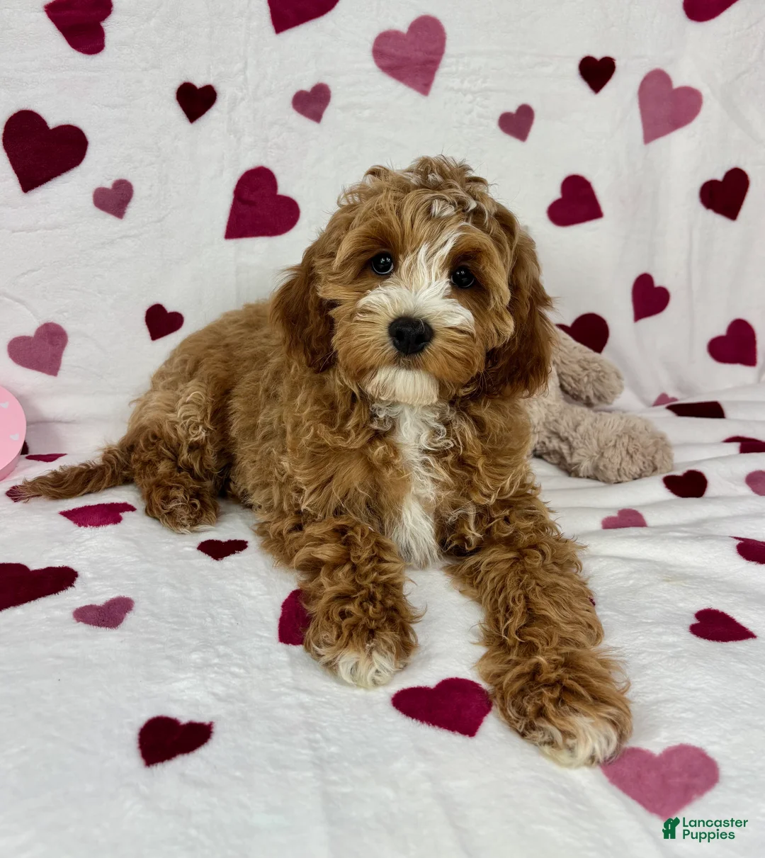 Cavapoo dogs for sale: Cavapoo Puppy 1 - Ad 2