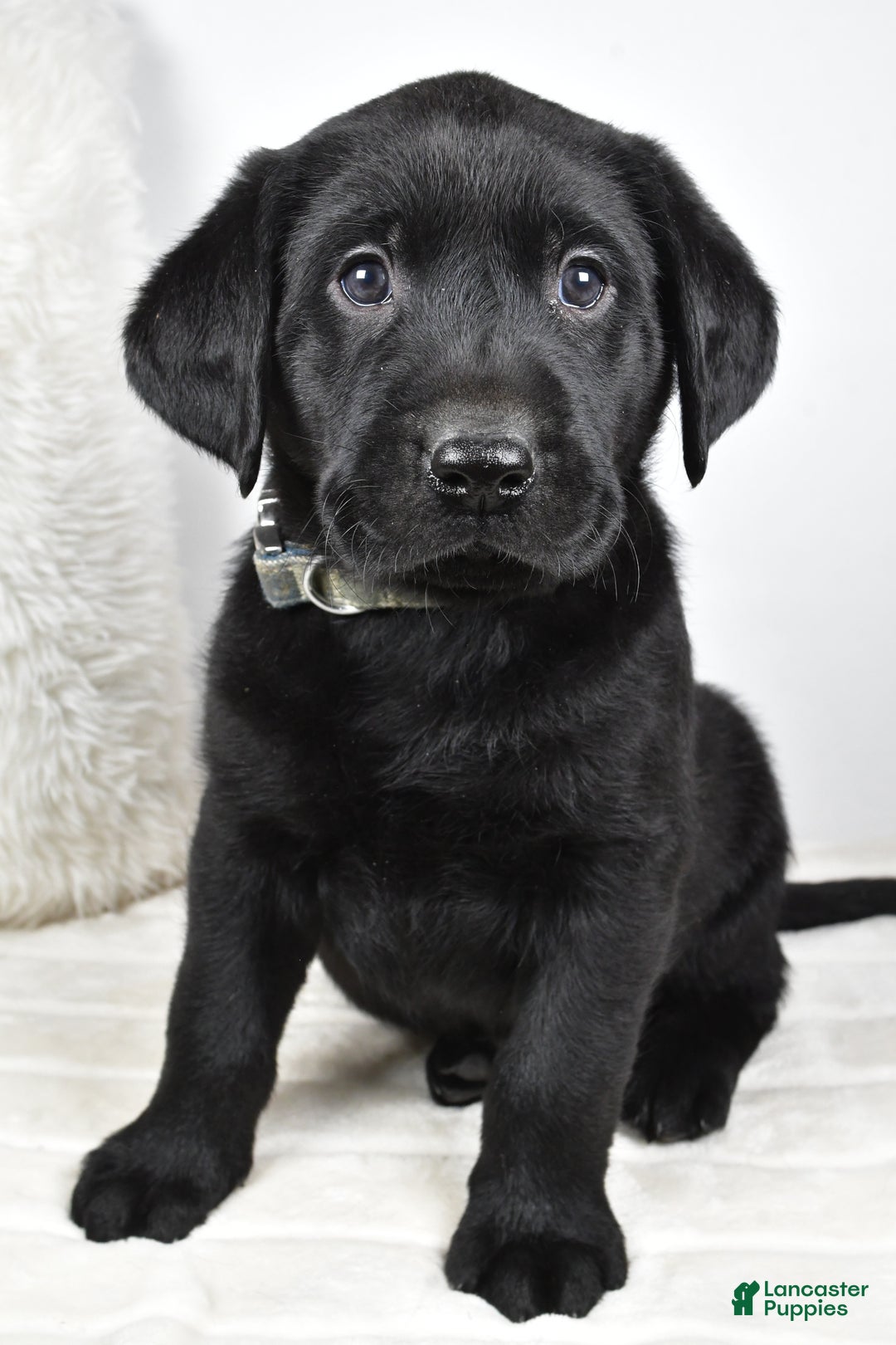 Labrador Retriever dogs for sale: Cooper - Ad 4