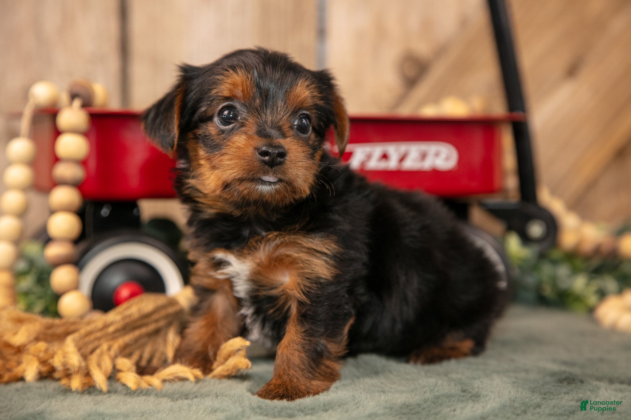 Yorkshire Terrier dogs Kelly - Ad 2