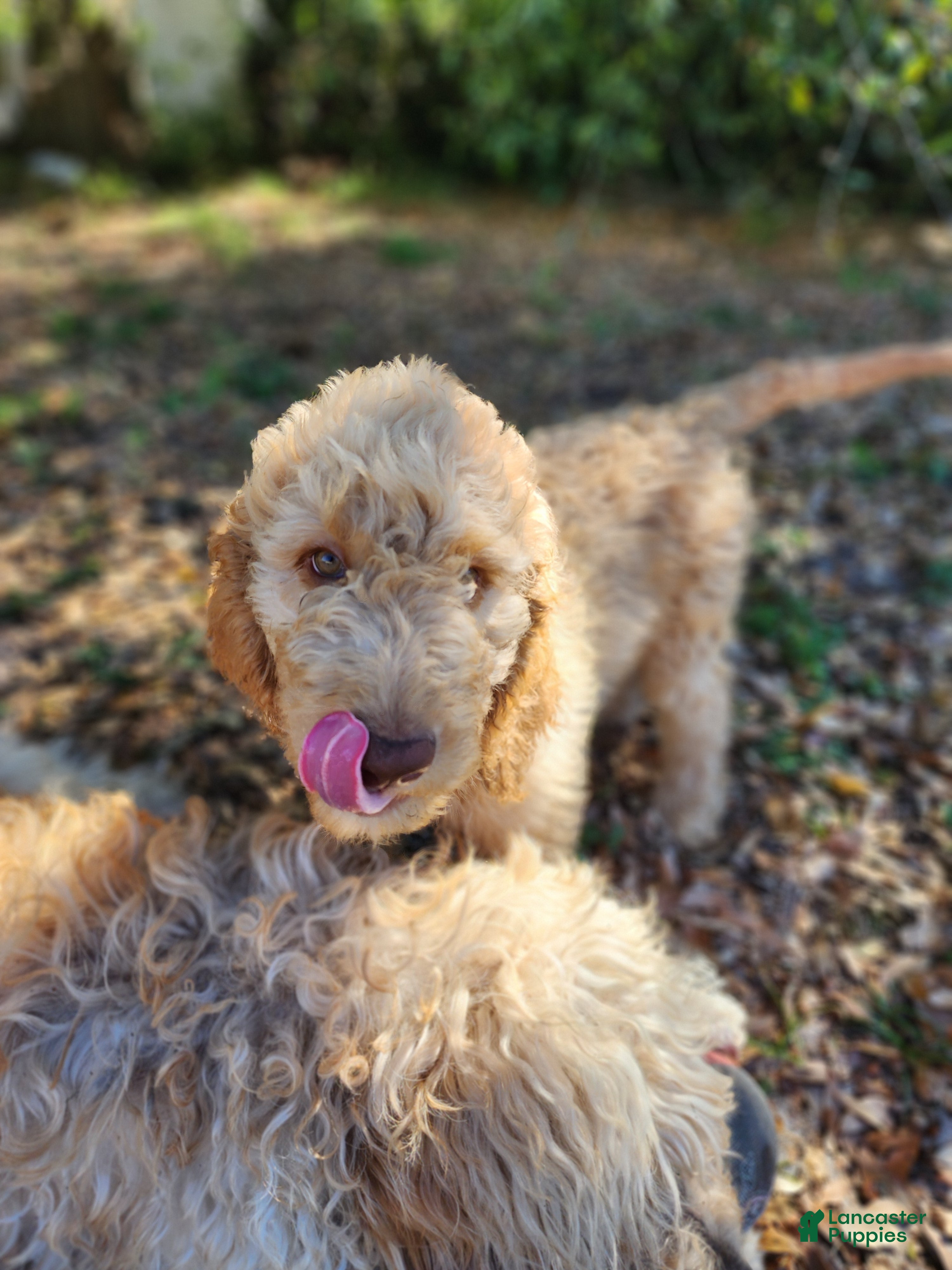 Goldendoodle dogs Jr. - Ad 31