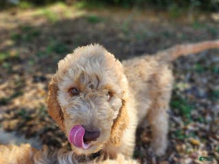 Goldendoodle dogs Jr. - Ad 31
