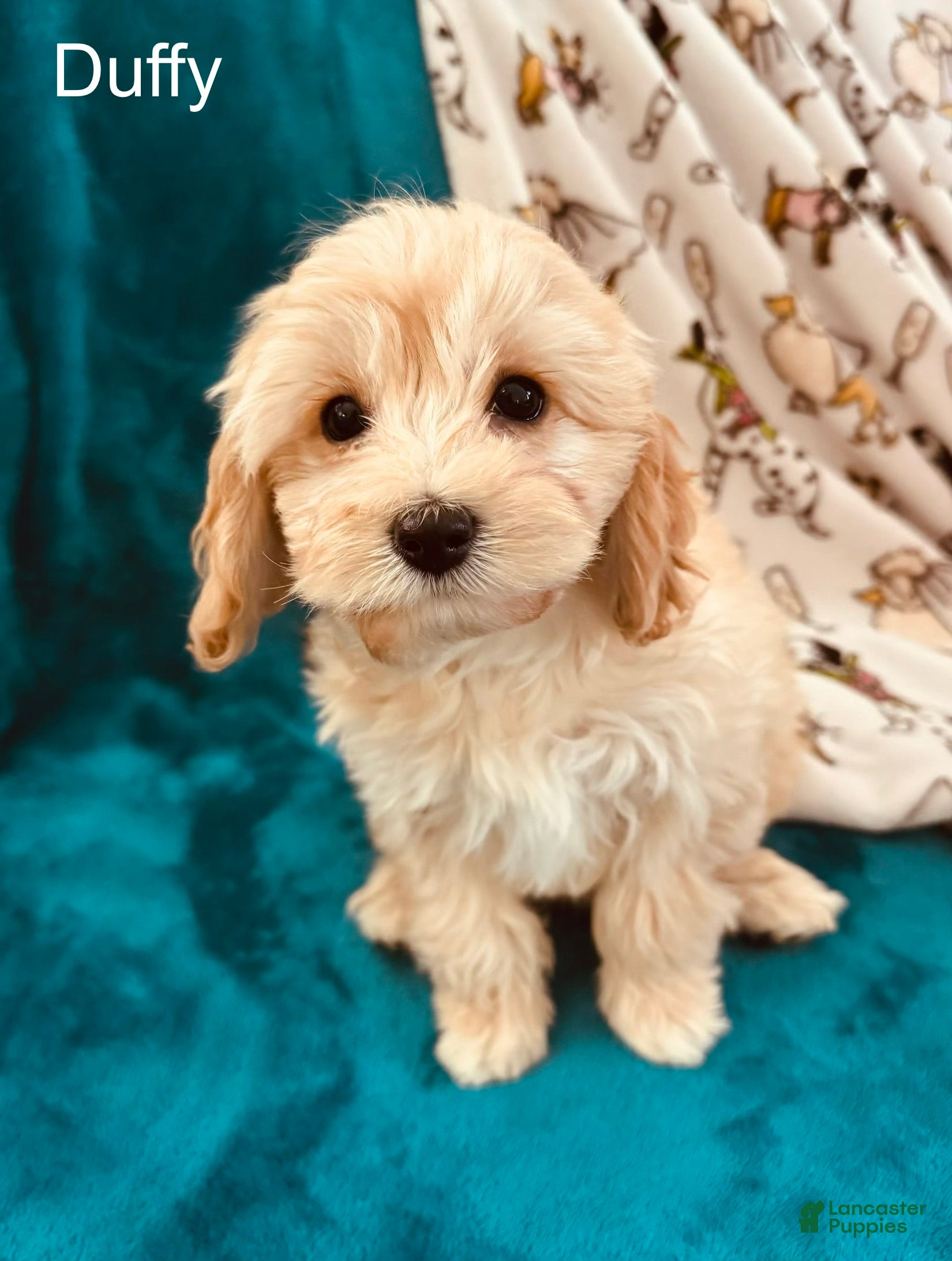 Cavachon dogs Duffy - Ad 10