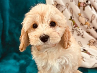Cavachon dogs Duffy - Ad 4