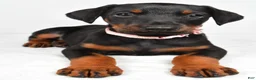 Doberman Pinscher dogs for sale: Lexi - Ad 3