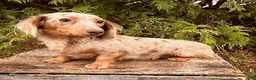 Dachshund dogs for sale: Sterling - Ad 4