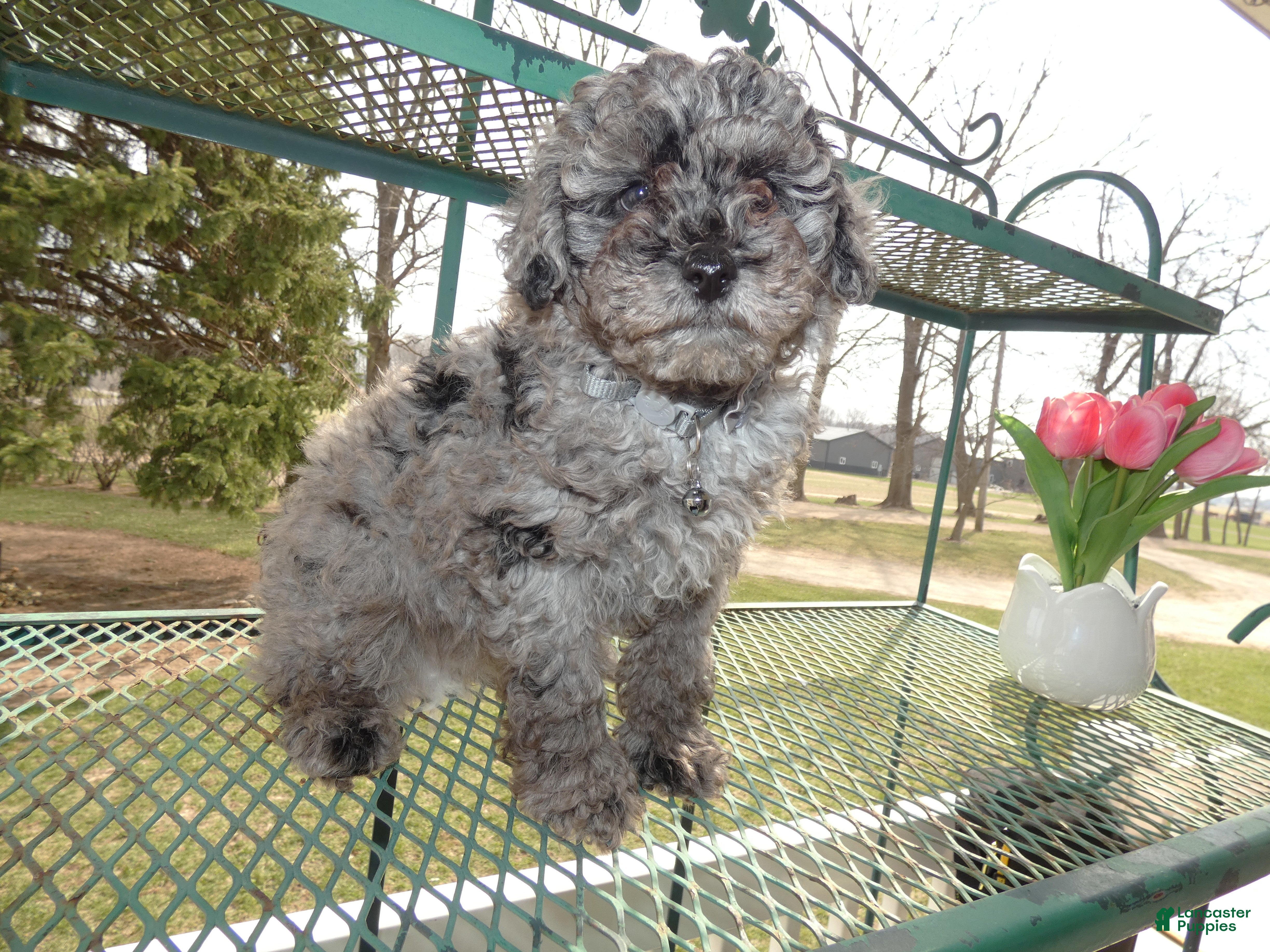 Toy Poodle dogs Toy Poodle Puppy 1 Sparky - Ad 2