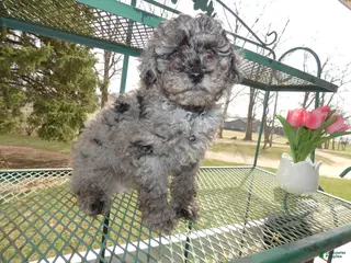 Toy Poodle dogs Toy Poodle Puppy 1 Sparky - Ad 2