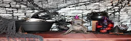 Chihuahua dogs for sale: Alani - Ad 2