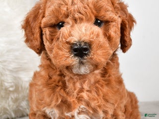Goldendoodle dogs - Ad 11