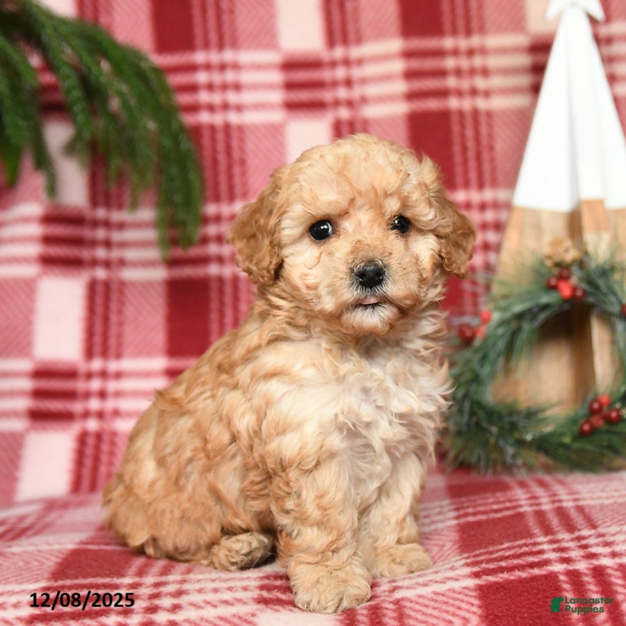 Toy Poodle dogs Marshmallow - Ad 33
