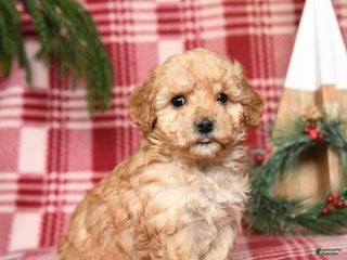 Toy Poodle dogs for sale: Marshmallow - Ad 3