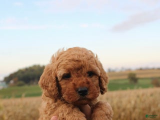 Cavapoo dogs - Ad 37