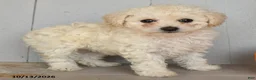 Toy Poodle dogs for sale: Vito - Ad 4