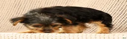 Yorkshire Terrier dogs for sale: Adaline - Ad 7