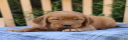 Mixed Breed dogs for sale: Shyanne  - Ad 3