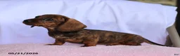 Miniature Dachshund dogs for sale: Cassie - Ad 2