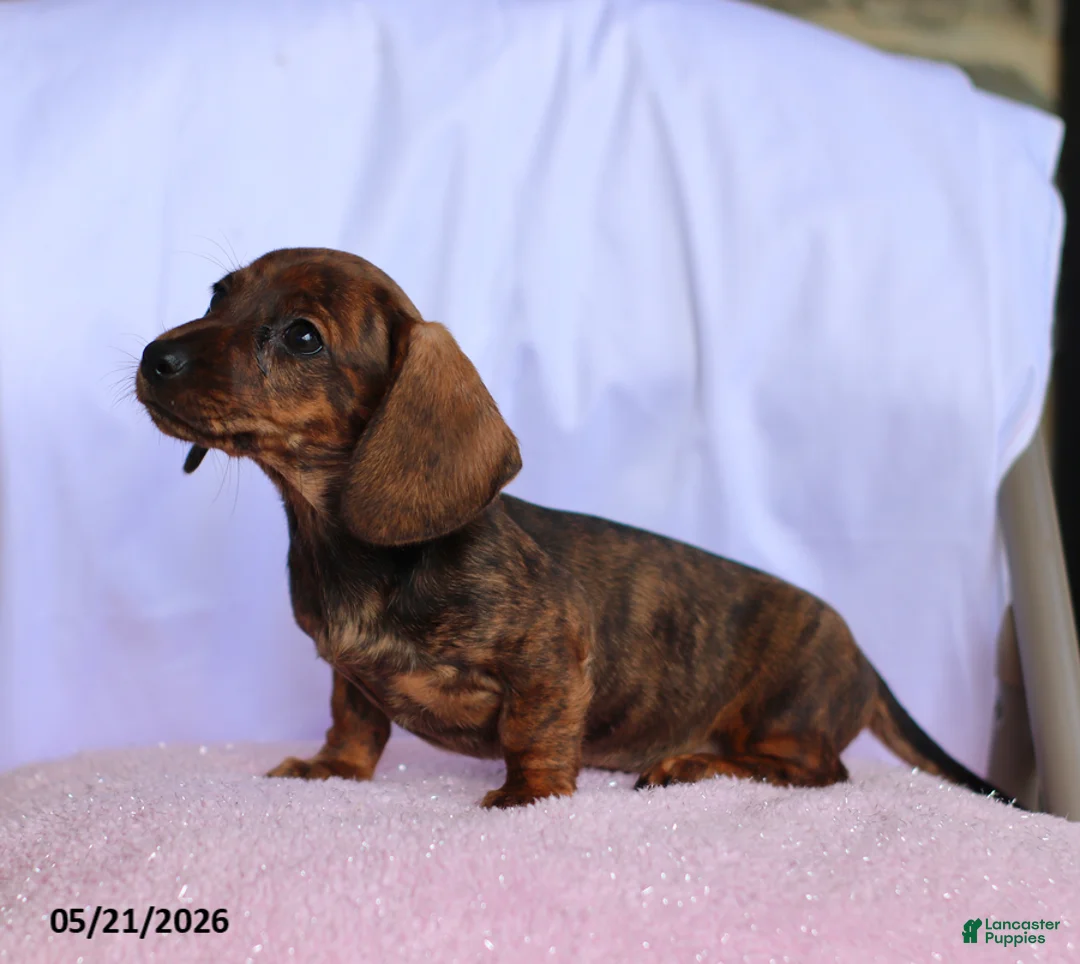 Miniature Dachshund dogs for sale: Cassie - Ad 2