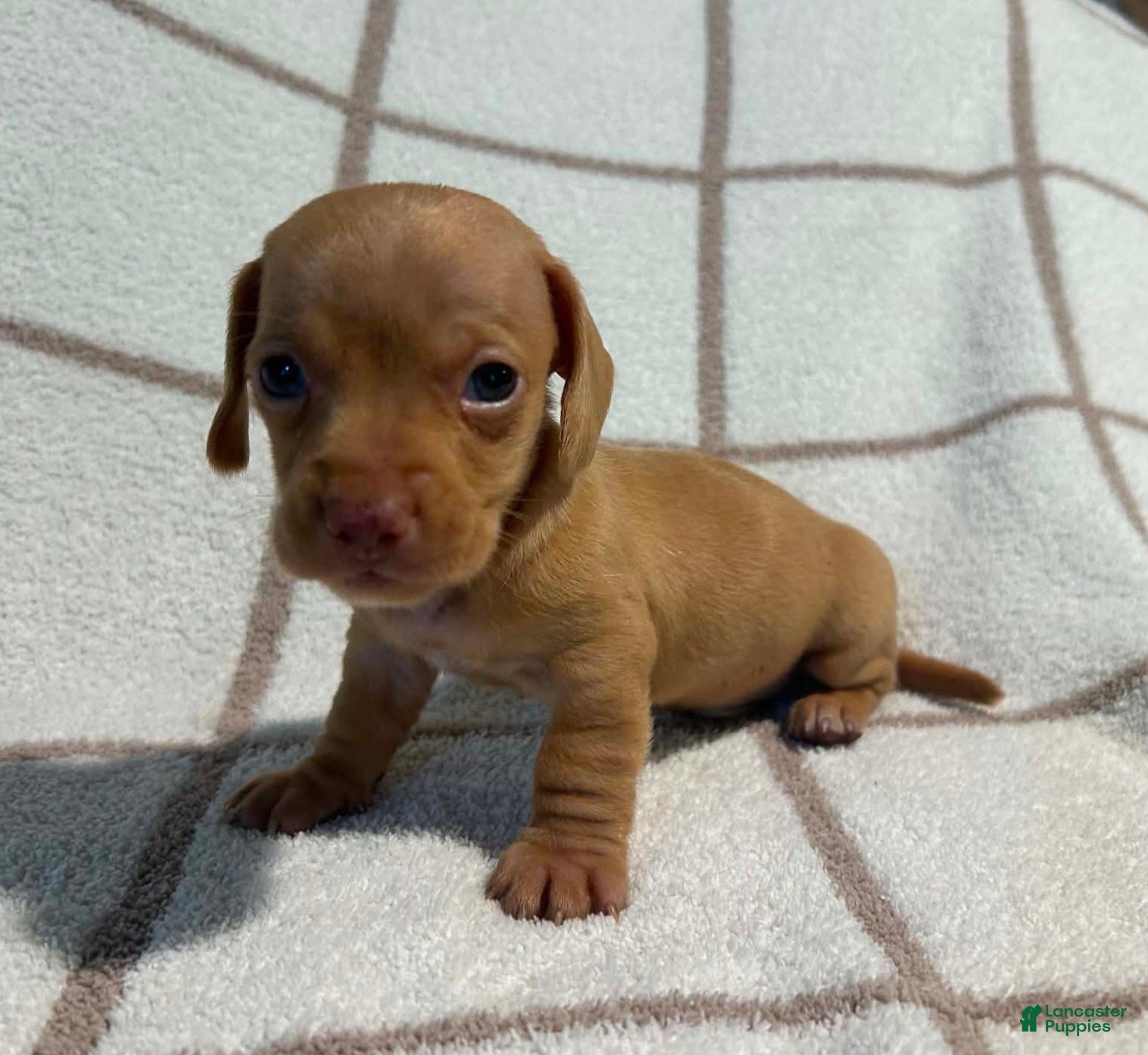 Miniature Dachshund dogs AKC Willie Delivery available  - Ad 1