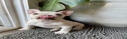French Bulldog dogs for sale: Snowcake - Ad 8