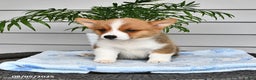 Welsh Corgi Pembroke dogs for sale: Jack - Ad 18