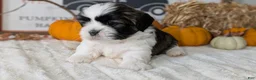 Shih Tzu dogs for sale: Kylo - Ad 10