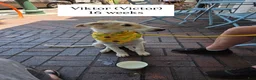 Borzoi dogs for sale: Victor - Ad 18
