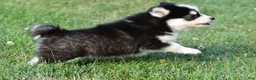 Pomsky dogs for sale: Polly - Ad 11