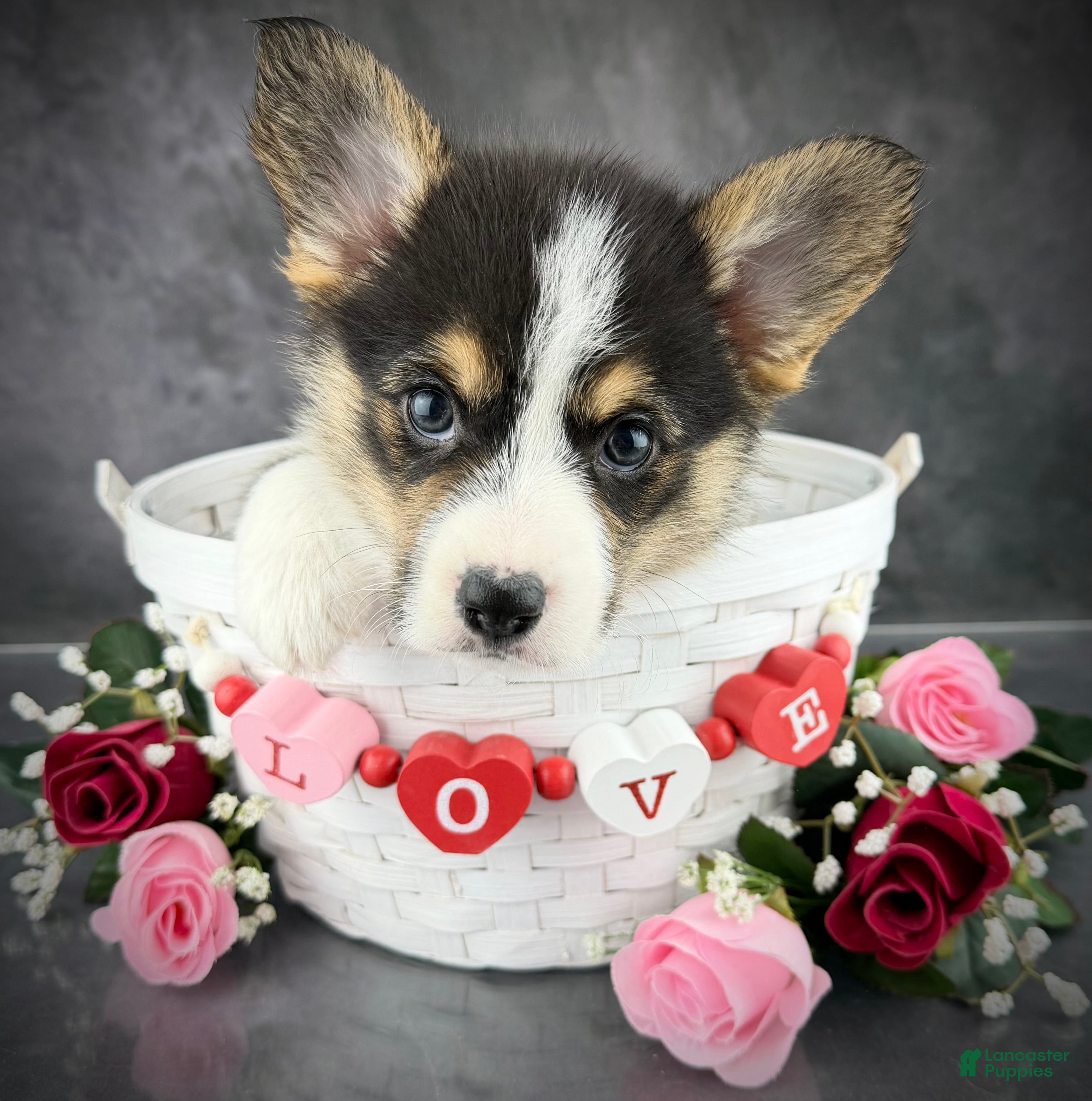 Welsh Corgi Pembroke dogs Winnie Tailed Baby ❤️ - Ad 7
