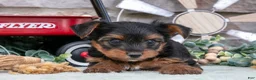 Yorkshire Terrier dogs for sale: Bentley - Ad 2