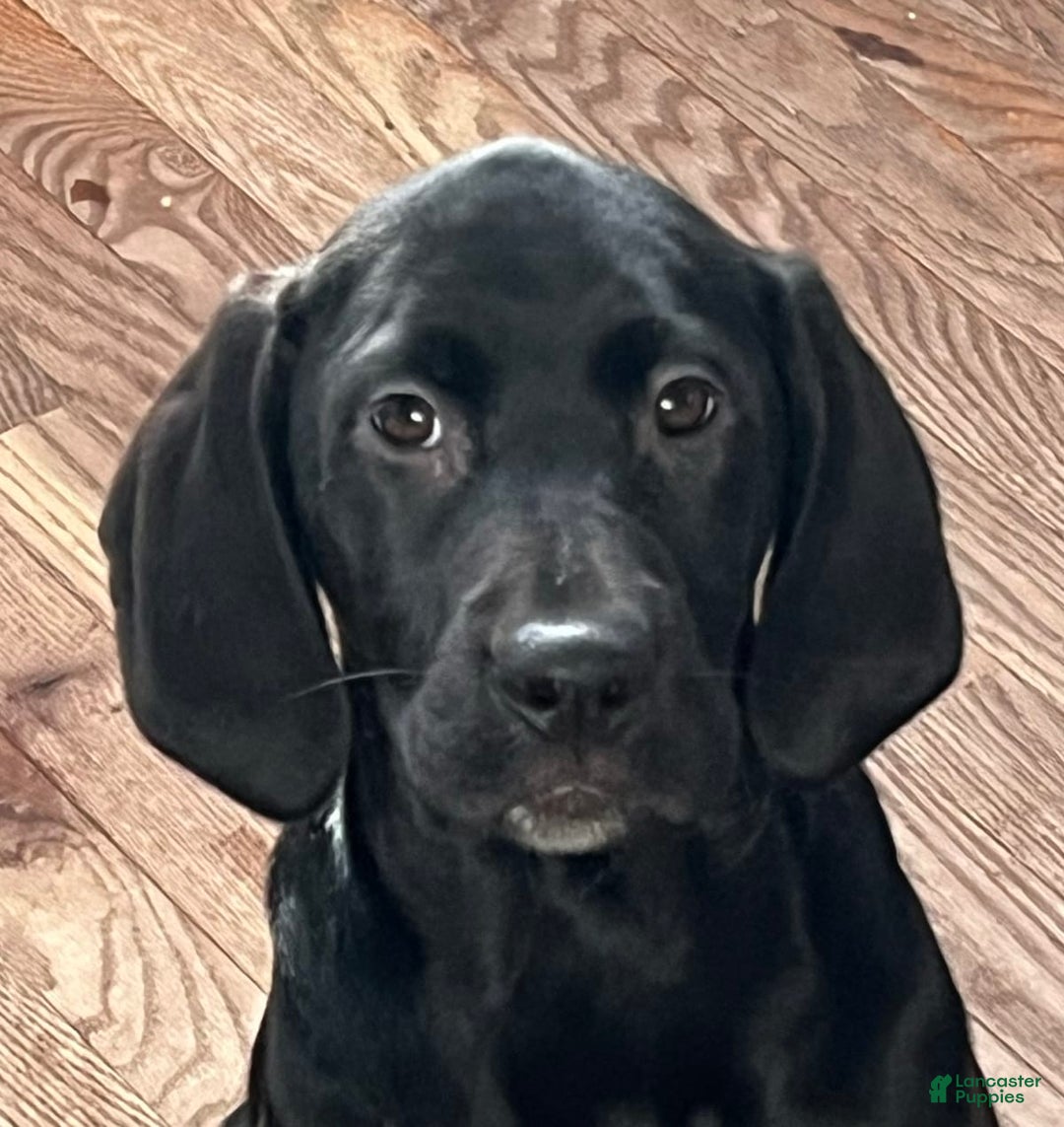 Gallery Image {{count}}