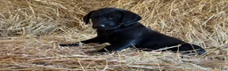 Labrador Retriever dogs for sale: Roxy - Ad 2